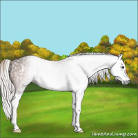 Horse Color:Gray Silver Bay Splash