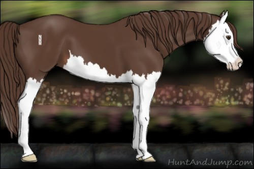 Horse Color:Liver Chestnut Splash 