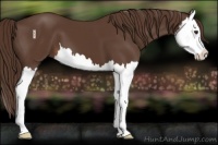 Horse Color:Liver Chestnut Splash