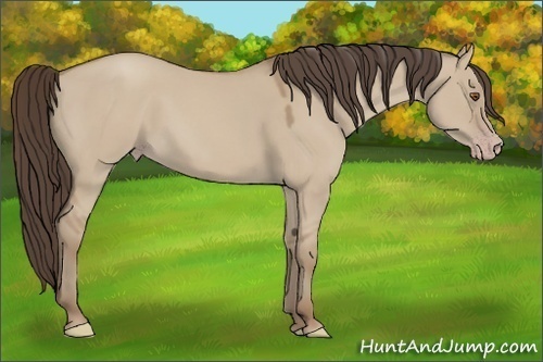 Horse Color:Classic Champagne Dun 