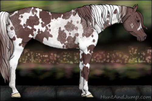 Horse Color:White Spotted Chocolate Black 