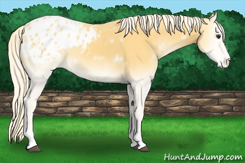 Horse Color:White Spotted Palomino Onyx Tobiano Varnish 