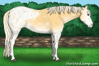 Horse Color:White Spotted Palomino Onyx Tobiano Varnish 