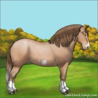 Horse Color:Bay Pearl Splash Frame Rabicano 