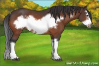 Horse Color:Bay Splash Frame Rabicano