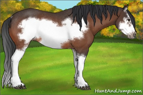 Horse Color:Bay Splash Frame Rabicano 