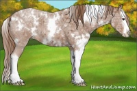 Horse Color:White Spotted Red Ice Roan Splash