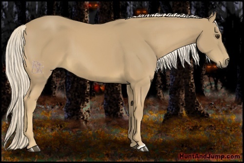 Horse Color:Palomino 