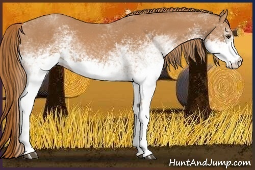 Horse Color:White Spotted Chestnut 