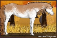 Horse Color:White Spotted Chestnut 