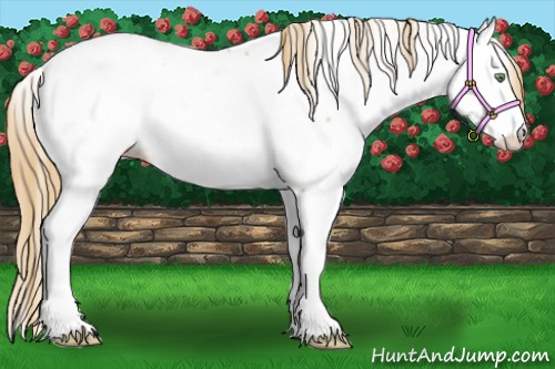 Horse Color:Chestnut Pearl Appaloosa 
