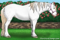 Horse Color:Chestnut Pearl Appaloosa 