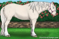 Horse Color:Cremello