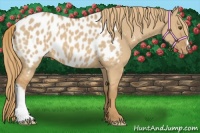 Horse Color:Red Dun Appaloosa 