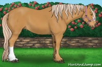 Horse Color:Palomino 