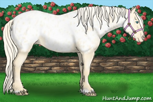 Horse Color:Palomino Pearl Dun Blanket 