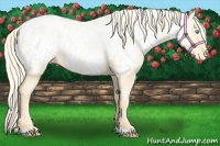 Horse Color:Palomino Pearl Dun Appaloosa 