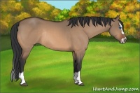 Horse Color:Bay Dun Splash Frame Rabicano 