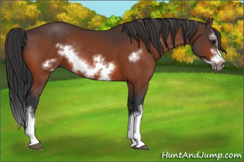Horse Color:Bay Splash Frame Rabicano 