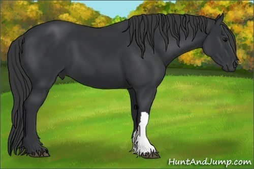 Horse Color:Black 