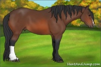 Horse Color:Brown 