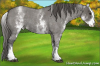 Horse Color:White Spotted Grullo Roan Appaloosa 