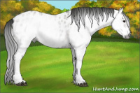 Horse Color:Gray Grullo Roan Appaloosa 