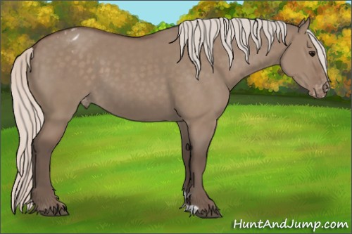 Horse Color:Silver Grullo Appaloosa 