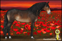 Horse Color:Gray Brown Sabino Splash