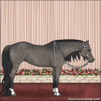 Horse Color:Grullo  and Grullo 