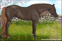 Horse Color:Liver Chestnut Rabicano 