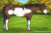 Horse Color:Bay Splash Frame Rabicano 