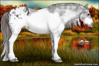 Horse Color:White Spotted Brown Splash Frame Appaloosa Rabicano 
