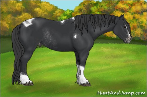 Horse Color:Black Sabino Tobiano Appaloosa Rabicano 