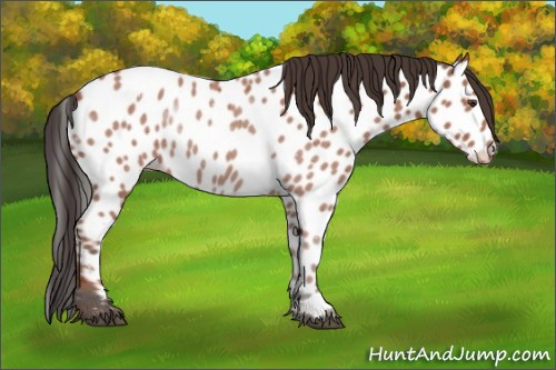 Horse Color:Bay Appaloosa 