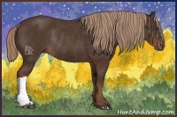 Horse Color:Liver Chestnut Rabicano 