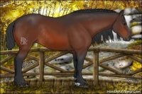 Horse Color:Bay Rabicano 
