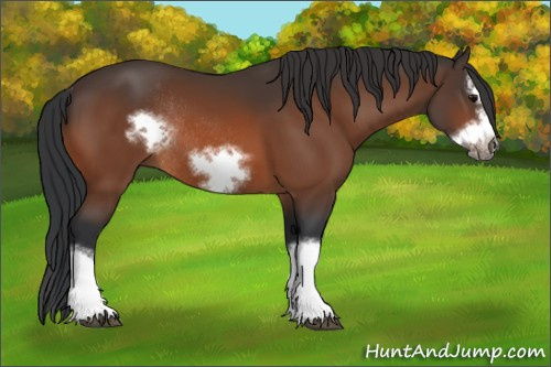 Horse Color:Bay Splash Frame Rabicano 