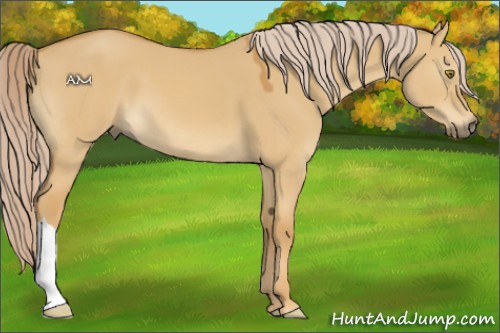 Horse Color:Palomino Dun 