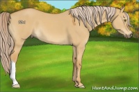 Horse Color:Palomino Dun