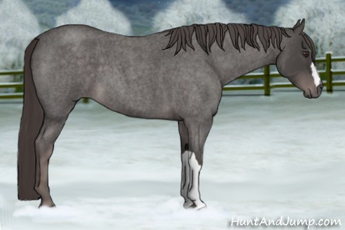 Horse Color:Platinum Liver Red Roan 