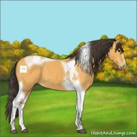 Horse Color:Buckskin Tobiano