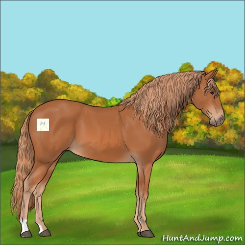 Horse Color:Chestnut 