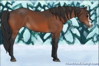 Horse Color:Bay Splash Frame Rabicano 