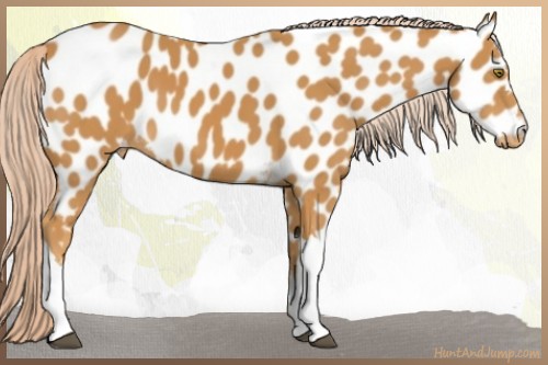Horse Color:Palomino Appaloosa