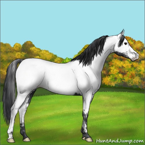 Horse Color:Black Near Fewspot