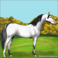 Horse Color:Black Near Fewspot 
