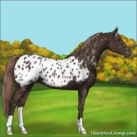 Horse Color:Liver Chestnut Appaloosa