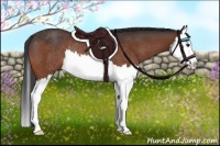 Horse Color:Bay Splash Rabicano 