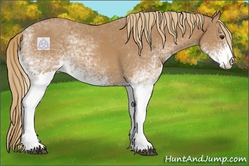 Horse Color:White Spotted Chestnut 